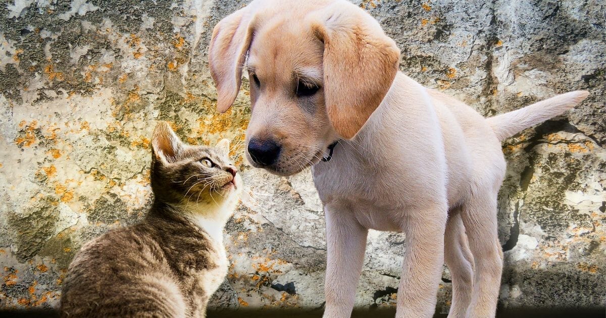 Argento colloidale per cani e altri animali: a cosa serve?