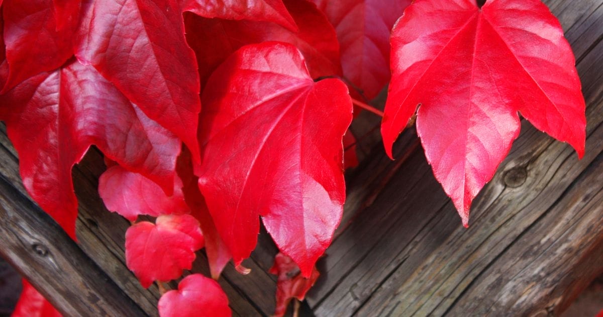 I benefici della Vite Rossa Colloidale: scoprili subito!